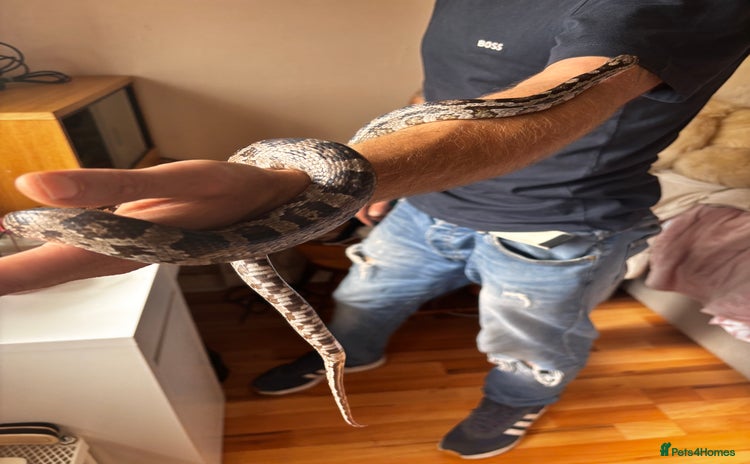 Corn Snake reptiles - Advert 1