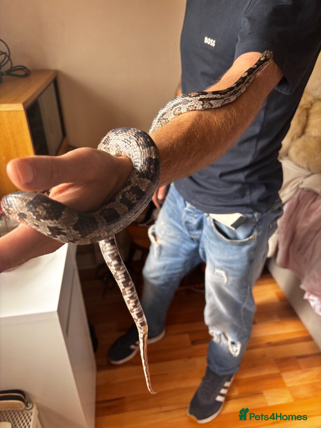 Corn Snake reptiles for sale: Corn snake for sale - Image 1