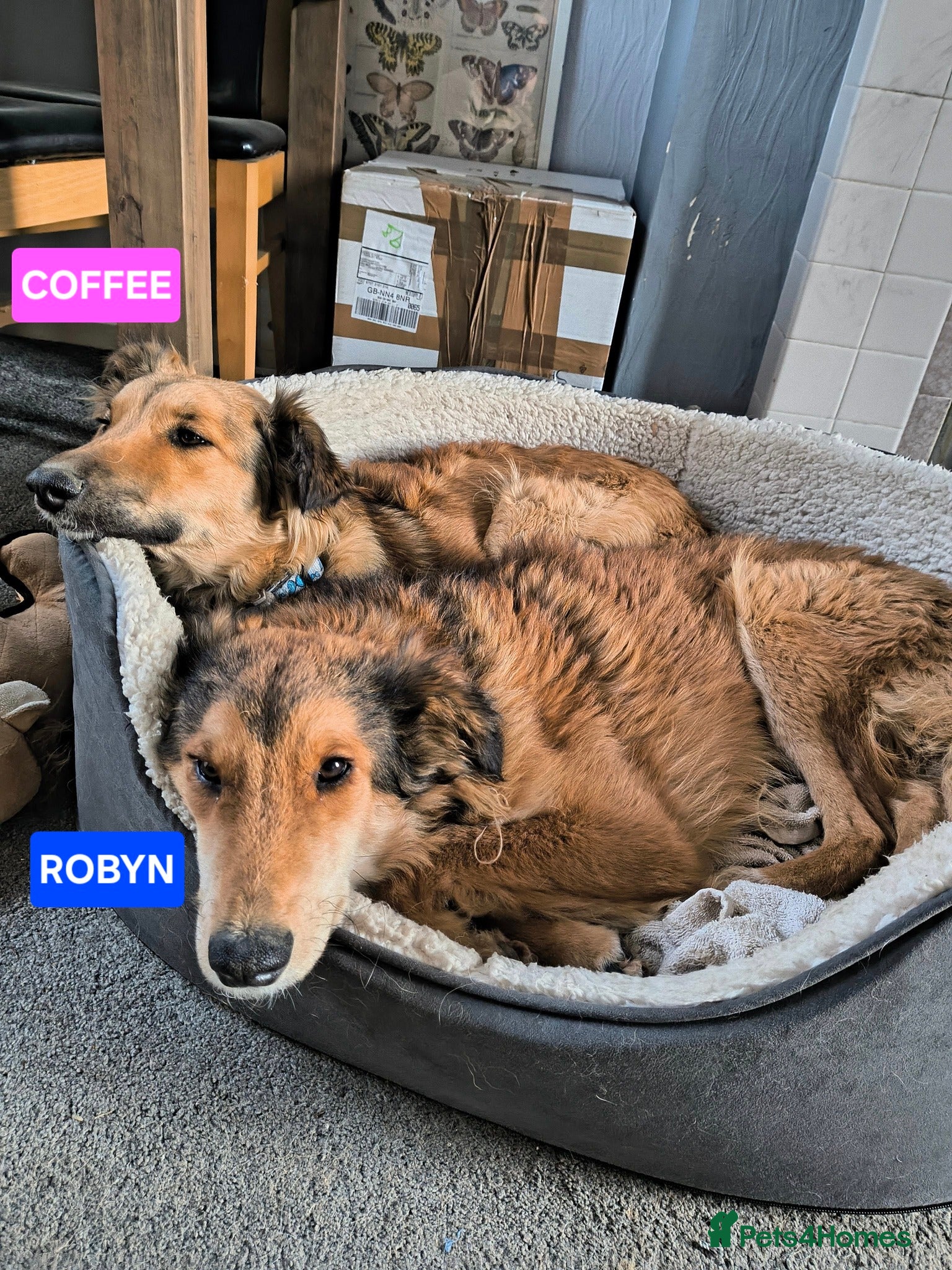 Mixed Breed dogs COFFEE & ROBYN  – adopt a bonded pair  - Advert 11