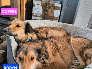 Mixed Breed dogs COFFEE & ROBYN – adopt a bonded pair - Advert 14