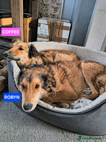 Mixed Breed dogs COFFEE & ROBYN โ adopt a bonded pair - Advert 1