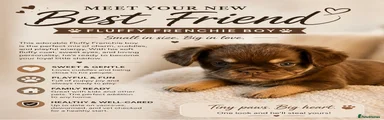 French Bulldog 6