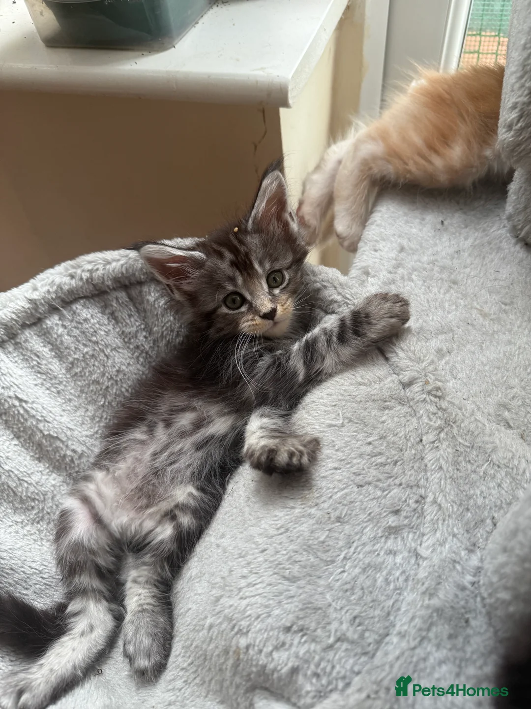 Maine Coon cats for sale: last girl and boy available - Advert 10