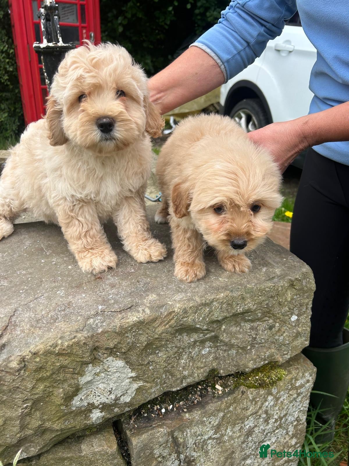 Labradoodle dogs Beautiful Vet health checked Labradoodle Puppies  - Advert 1