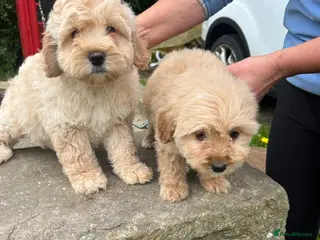 Labradoodle dogs Beautiful Vet health checked Labradoodle Puppies - Advert 1