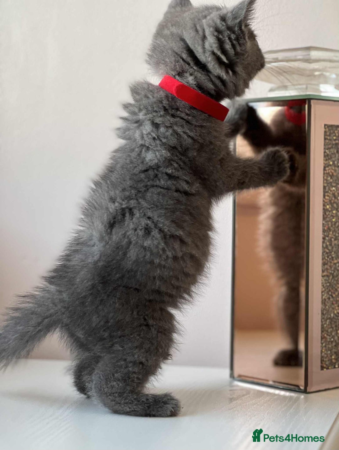 British Shorthair cats for sale: British Shorthair kittens - Image 10