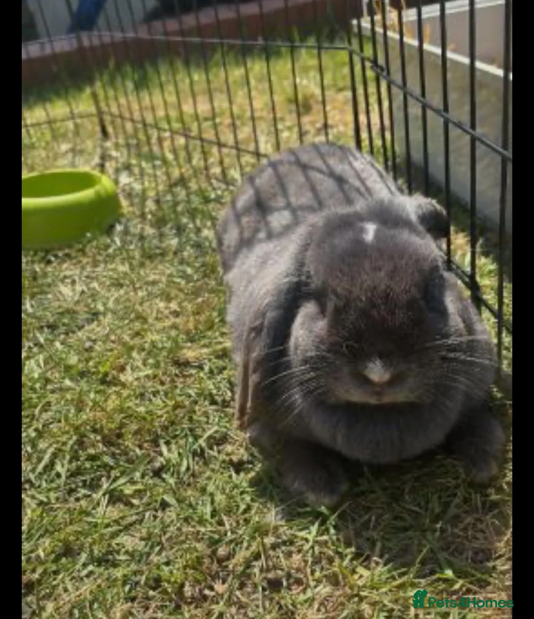 Mini Lop rabbits for sale: Miss Donna Davies - Advert 2
