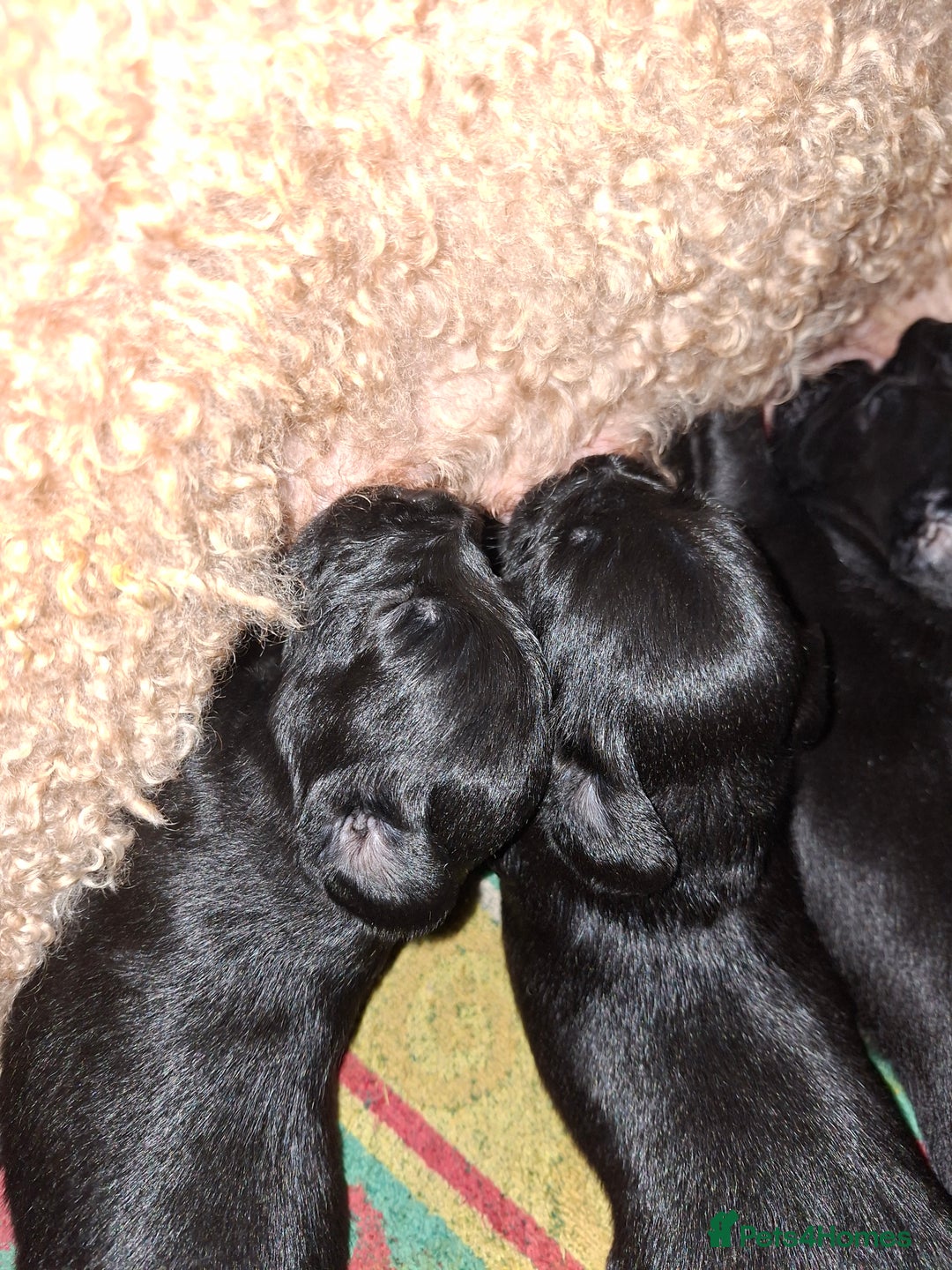 Mixed Breed dogs for sale: Miniature Poodle cross french bulldog puppies  - Image 15