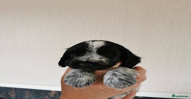 Cocker Spaniel dogs - Advert 12