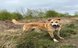 Mixed Breed dogs for adoption: Cristina - Norwich Norfolk  - Image 18