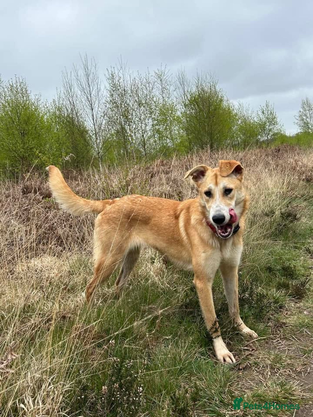 Mixed Breed dogs for adoption: Cristina - Norwich Norfolk  - Image 18