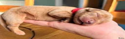 Labrador Retriever dogs for sale: Beautiful Pedigree Fox Red Labrador Puppies in Honiton - Advert 8