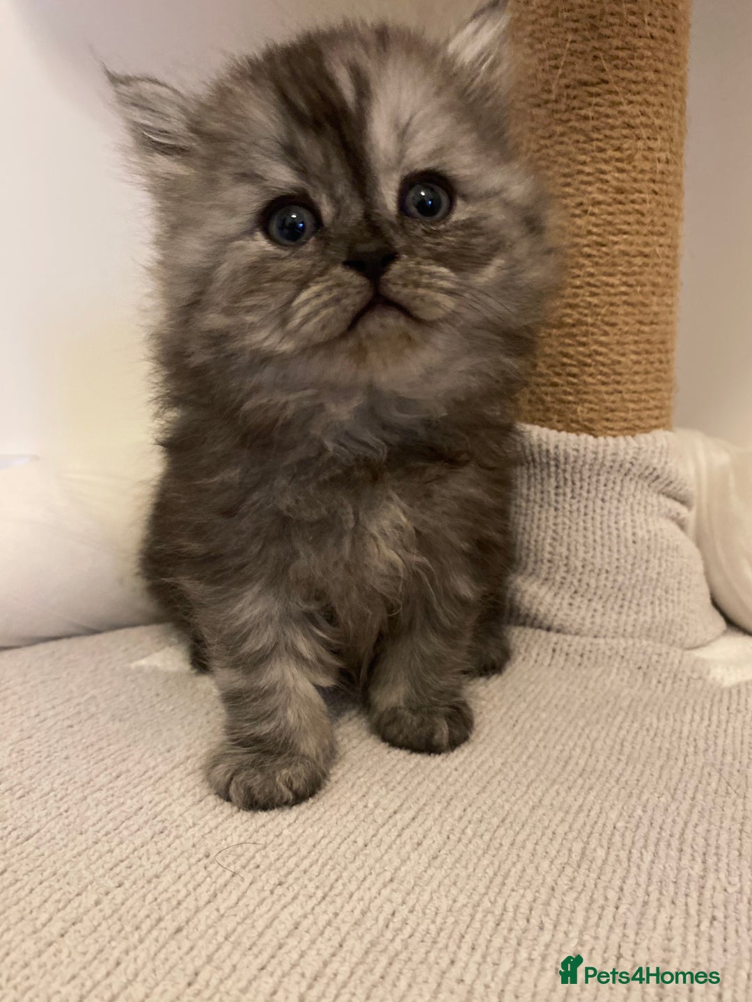 Persian cats for sale: 🤍🩶🤎🖤Smoke persian left🖤🤎🩶🤍 - Advert 16