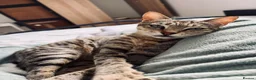 Arabian Mau cats for adoption: Hera ♥️ (House Cat)  - Advert 8