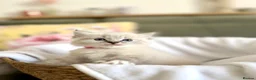 Mixed Breed cats for sale: Fluffy Siberian X Ragdoll female🩷 - Advert 4