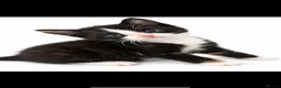British Longhair cats for sale: 2 Beautiful Girls - Advert 2