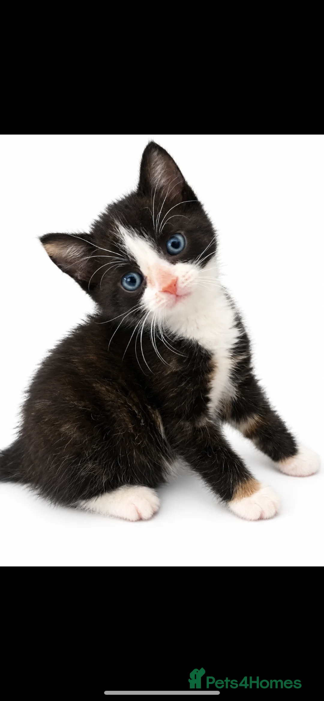 British Longhair cats for sale: 2 Beautiful Girls - Advert 2