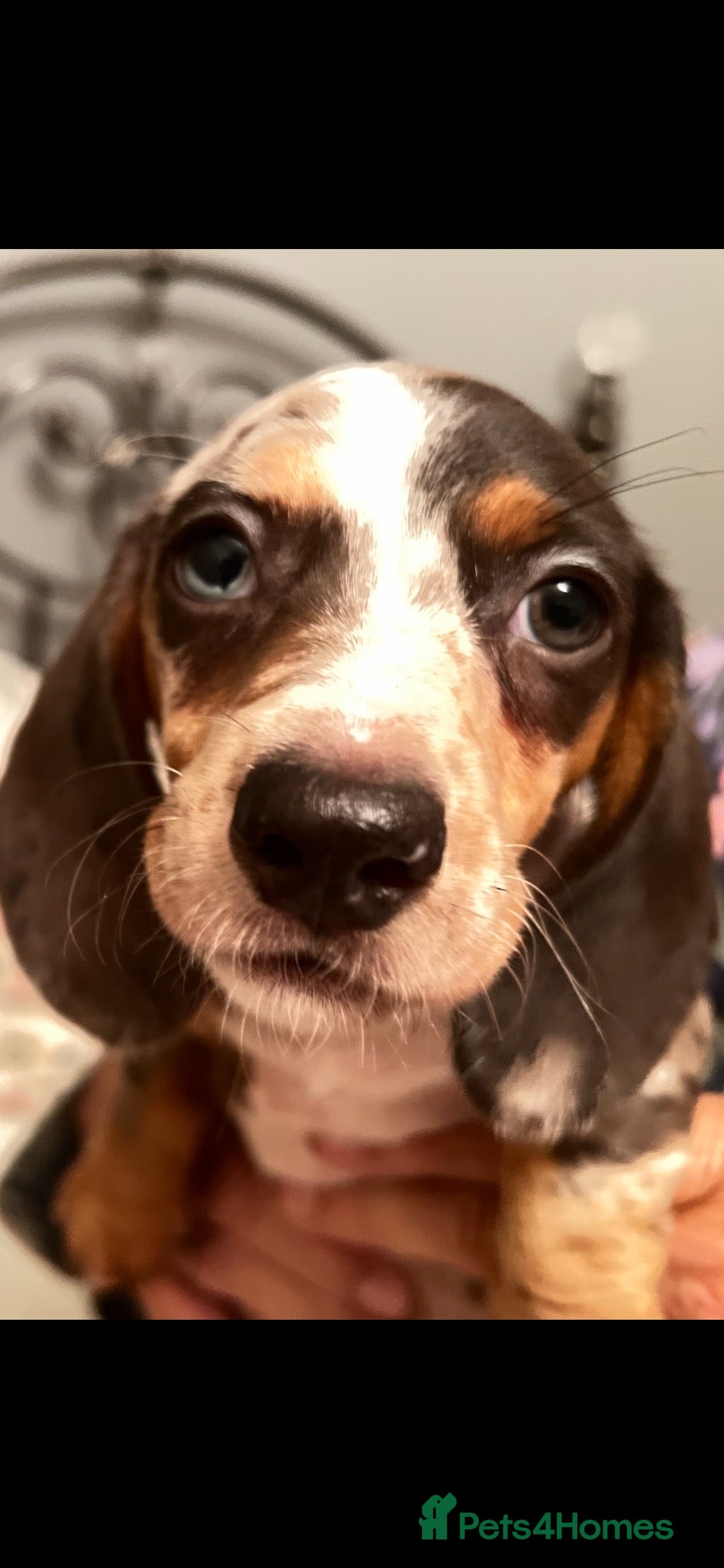 Dachshund dogs Miniature Dachsund Puppies - Advert 2