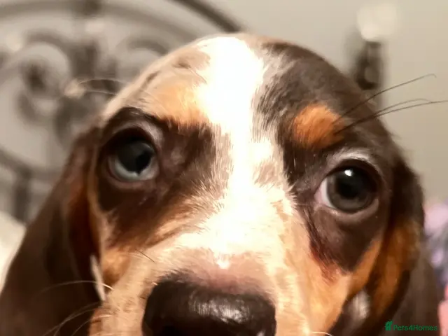 Dachshund dogs Miniature Dachsund Puppies - Advert 8
