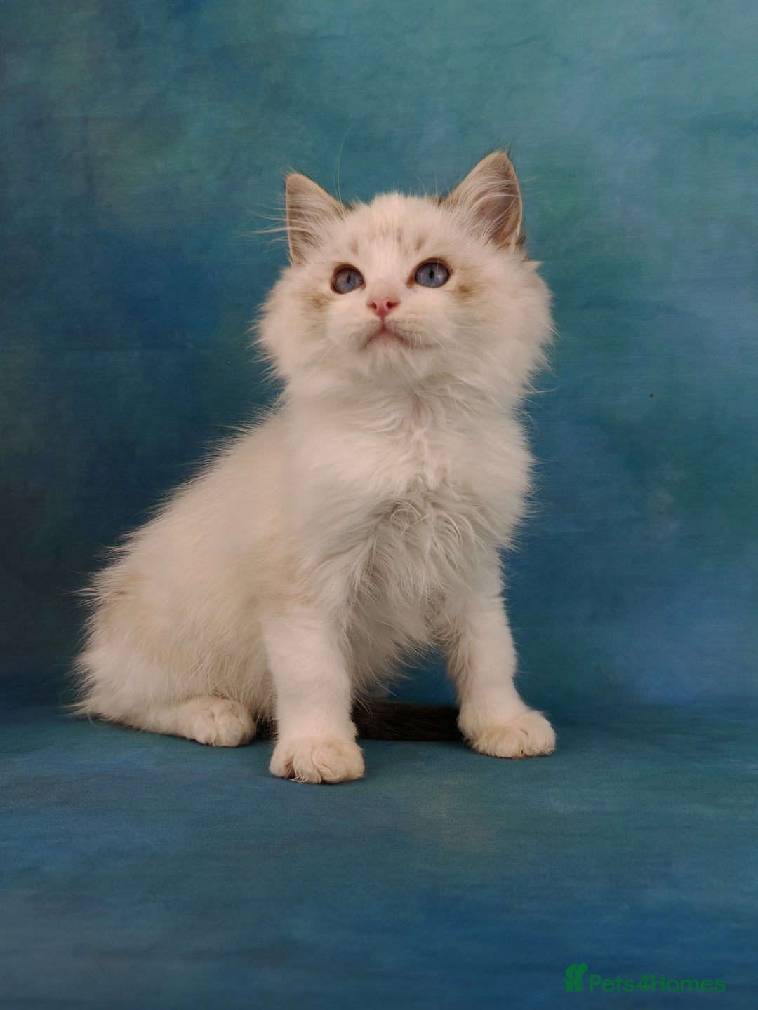 Ragdoll cats for sale: ❤️BEST KITTENS RAGDOLL❤️ CHAMPION REGIONAL WINNER  - Advert 26