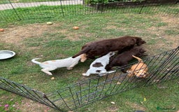 Mixed Breed dogs for sale: Sprocker spaniels - Image 10