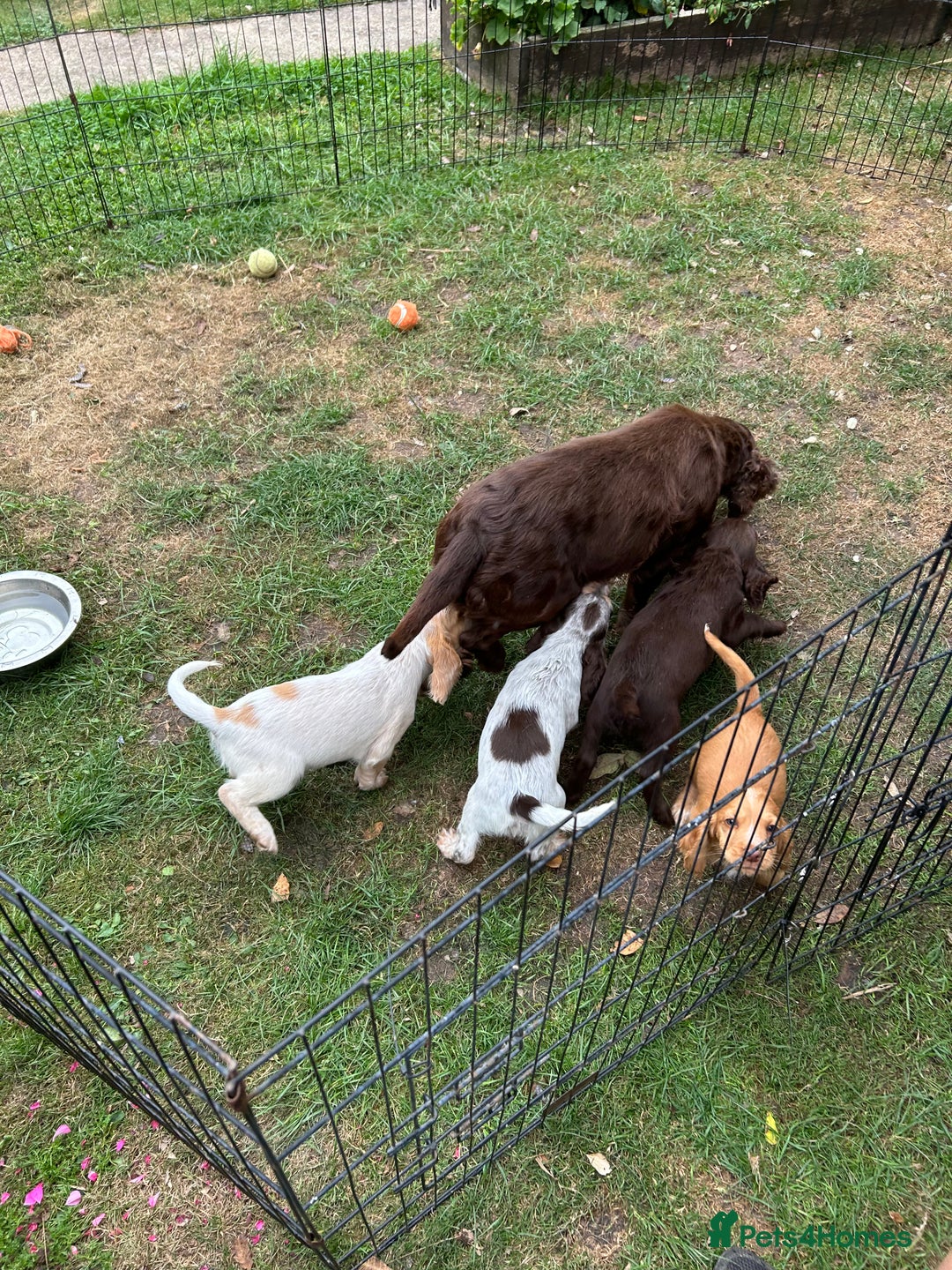 Mixed Breed dogs for sale: Sprocker spaniels - Image 10
