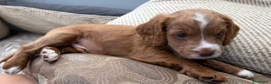 Cockapoo 5