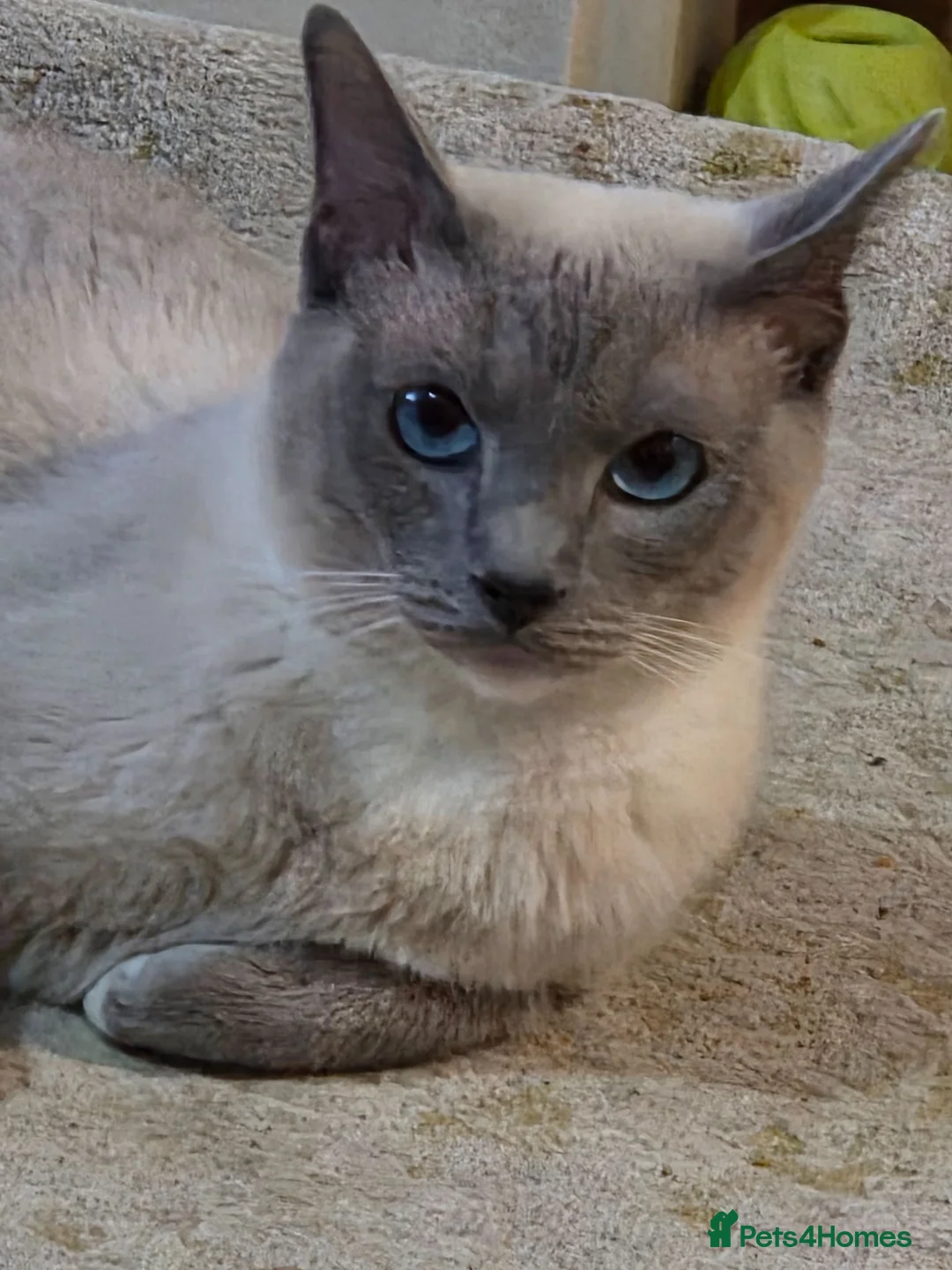 Snowshoe cats for sale: Female Adult Snowshoe TICA REG - Advert 4