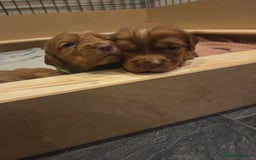 Cocker Spaniel dogs for sale: Beautiful cocker spaniel pups  - Image 6