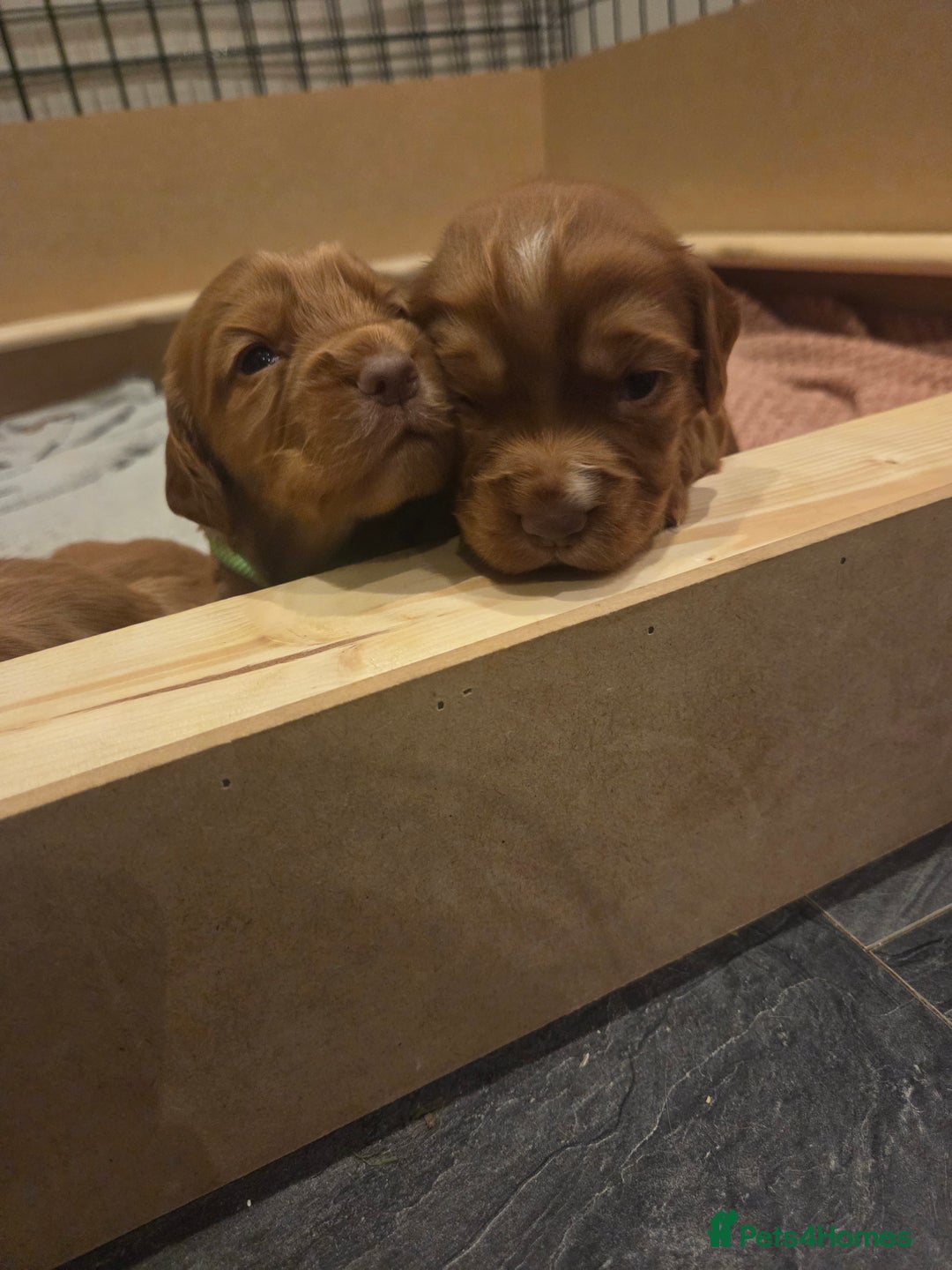 Cocker Spaniel dogs for sale: Beautiful cocker spaniel pups  - Image 6