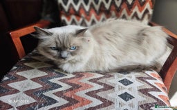 Ragdoll cats for sale: Pearl the Queen of Cats - Image 1