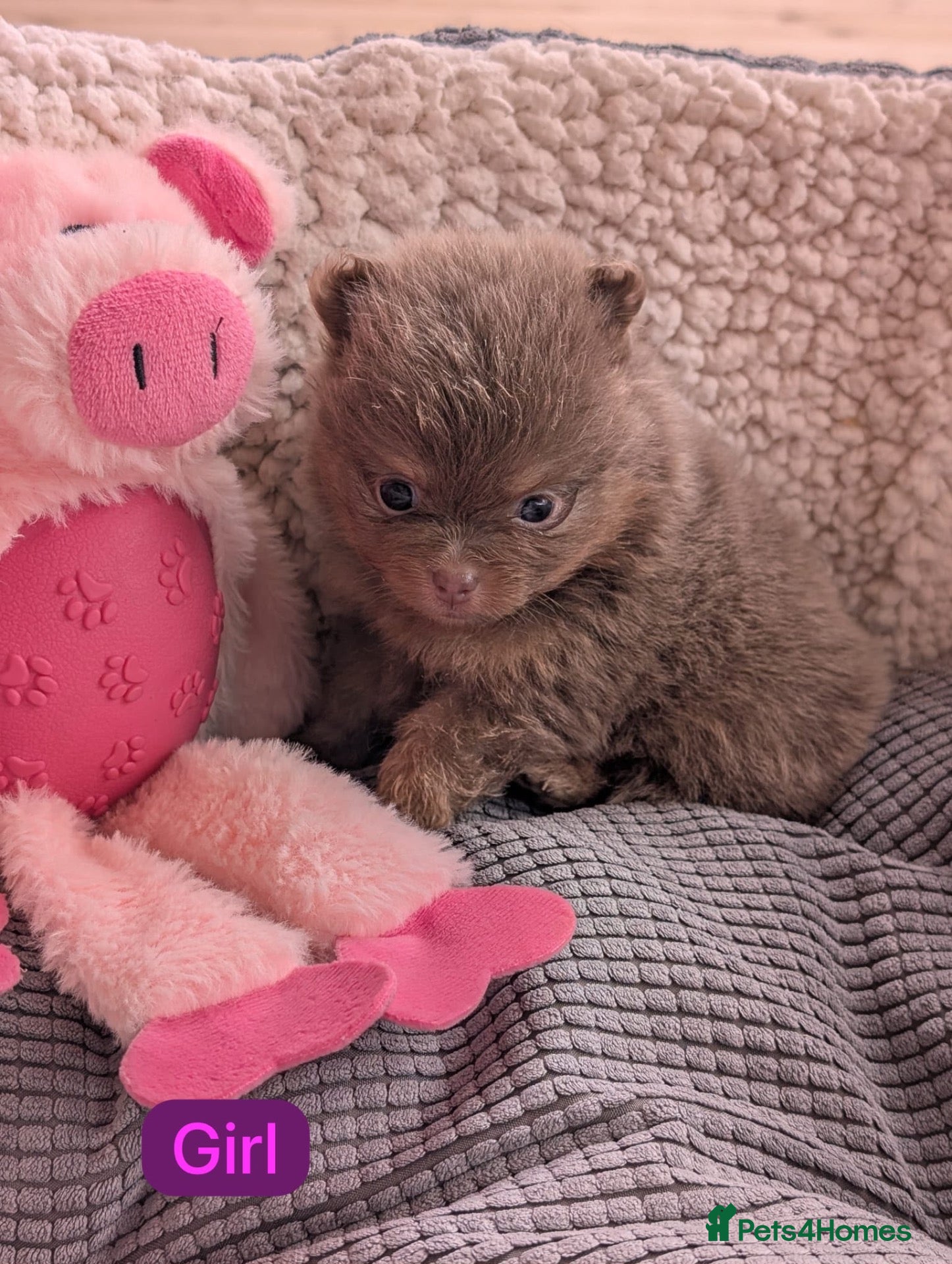 Pomeranian dogs Stunning little Pom pups  - Advert 1