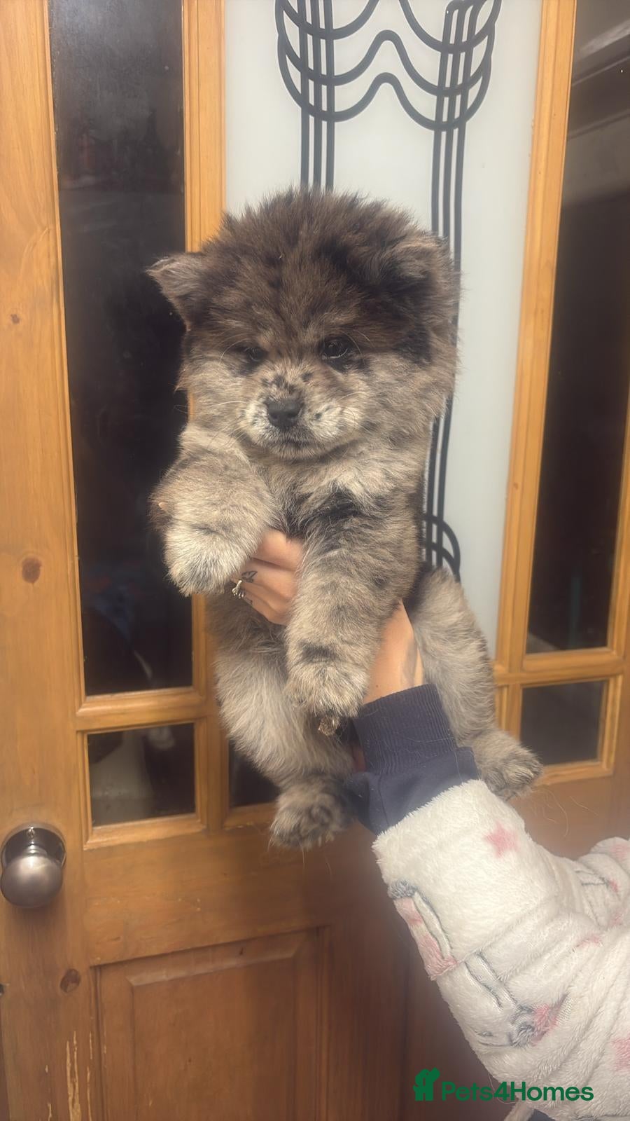 Chow Chow dogs Last lilac Merle male and female chow chow puppy - Advert 3