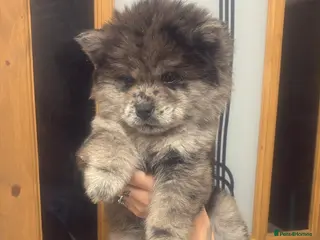 Chow Chow dogs Last lilac Merle male and female chow chow puppy - Advert 3