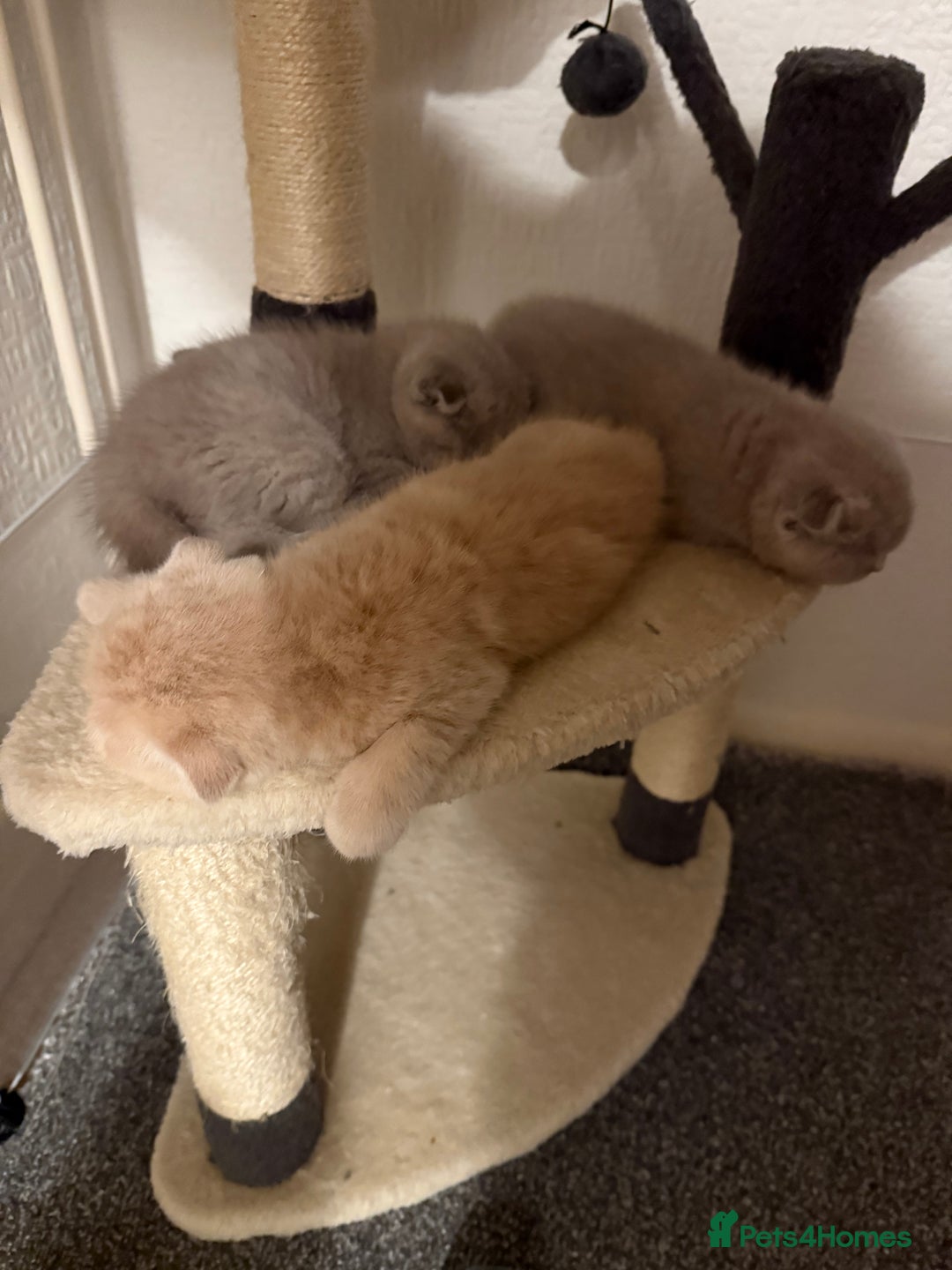 Scottish Fold cats for sale: 3 Adorable Scottish Fold Kittens🩷💙🩷 - Image 40