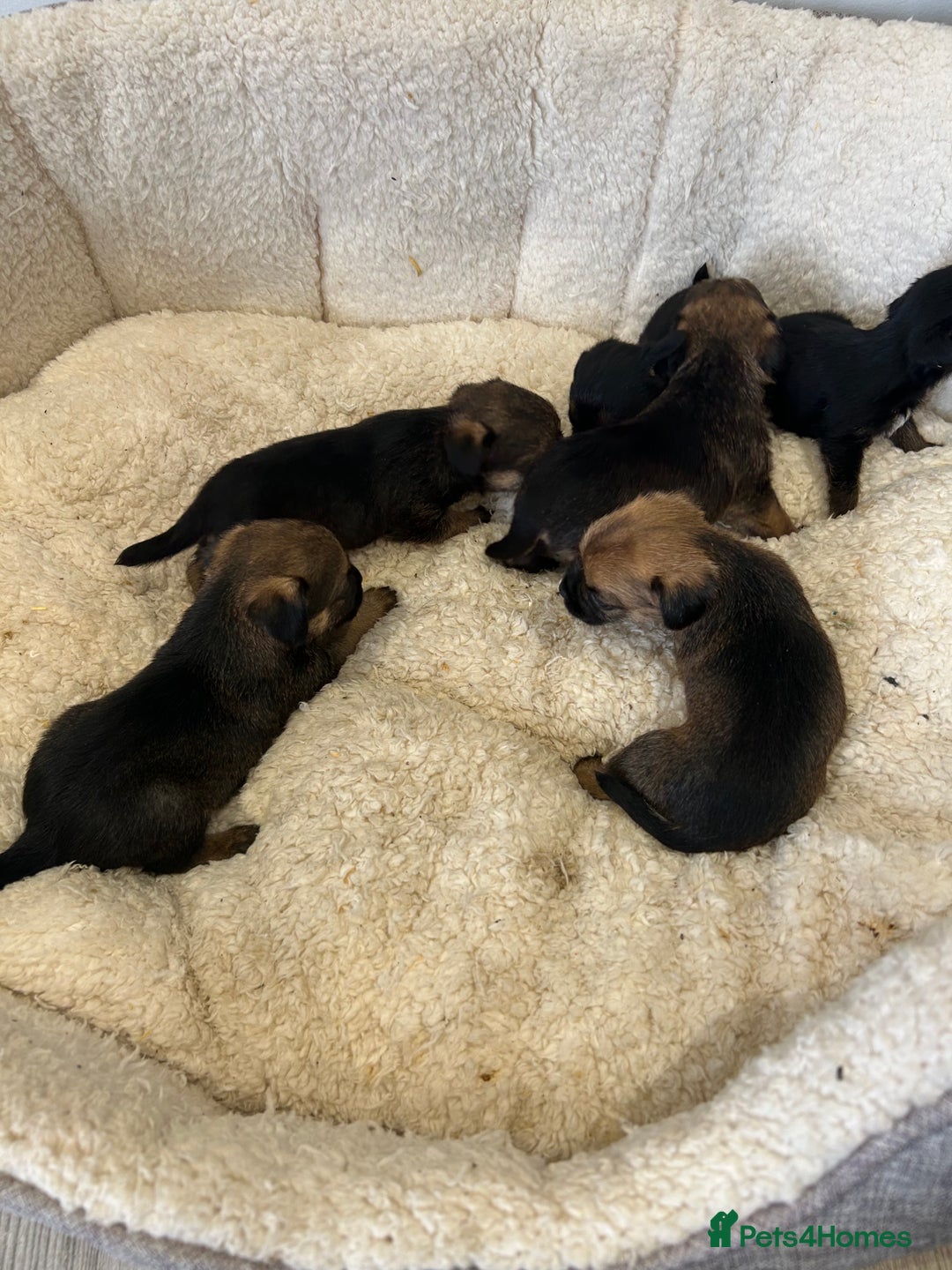 Border Terrier dogs for sale: Slem clear Kc registered Border terrier puppies - Advert 7