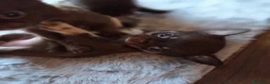 Chihuahua 3