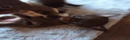 Chihuahua dogs for sale: Tiny chihuahua babies  - Advert 11