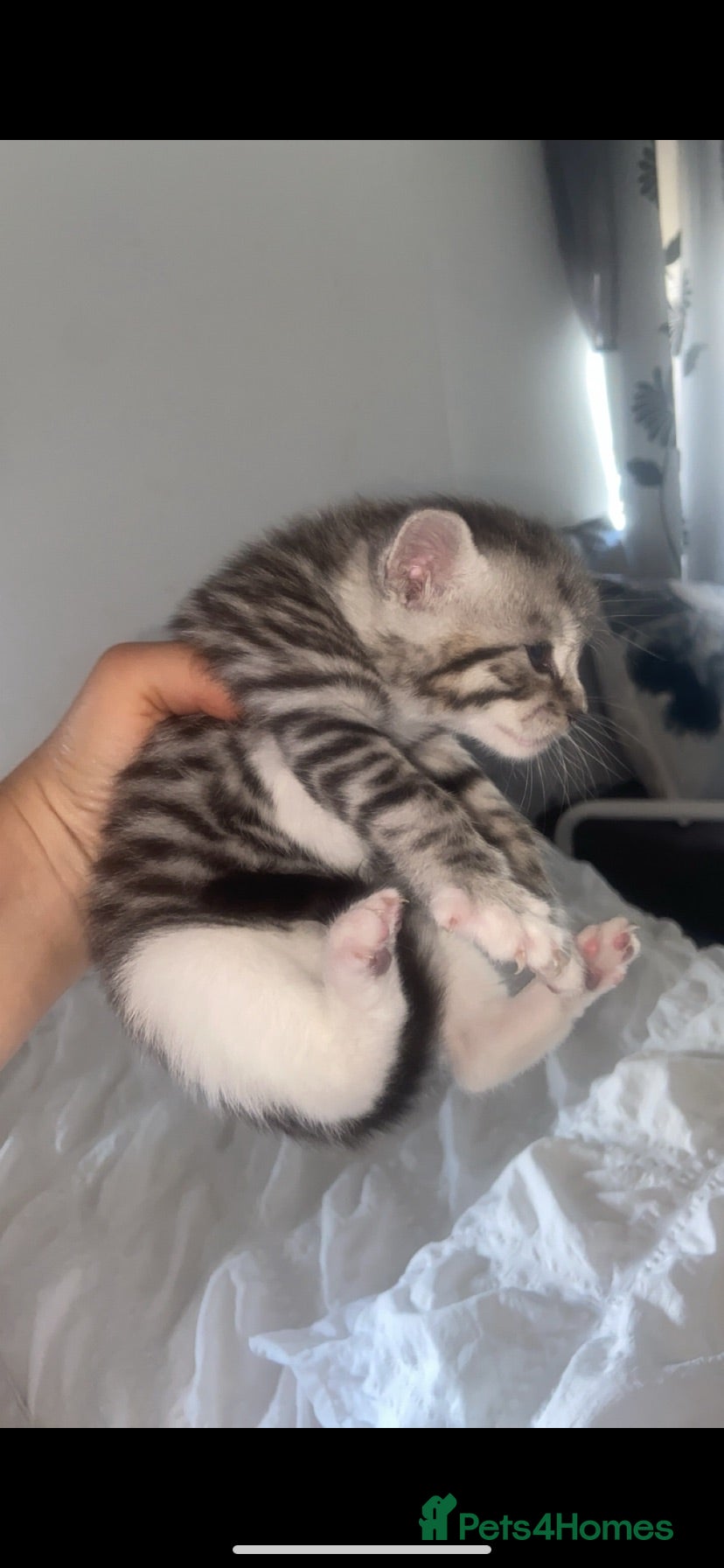Bengal cats 3 beautiful bengal/mixed boys ready to reserve  - Advert 4