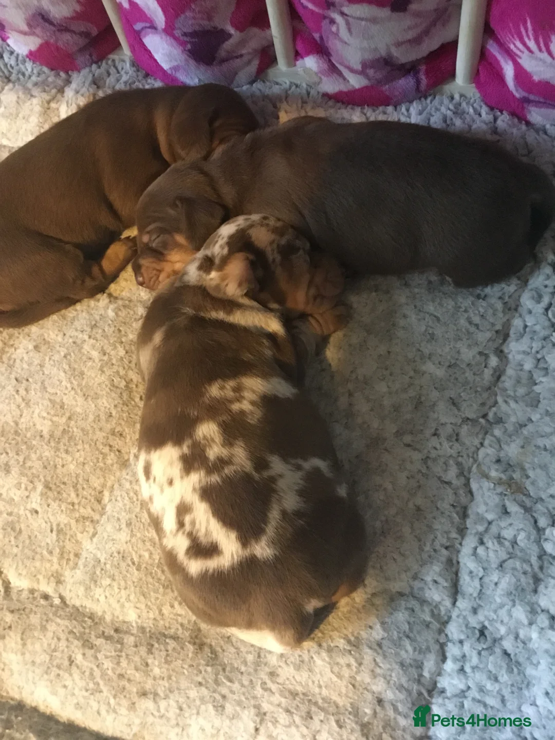 Miniature Dachshund dogs for sale: Stunning kc babies ready to leave ready for  **  in Portsmouth - Advert 15