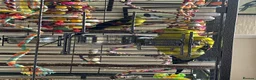 Parrots birds for sale: Regal ,rock pebbler parrots in Rotherham - Advert 15