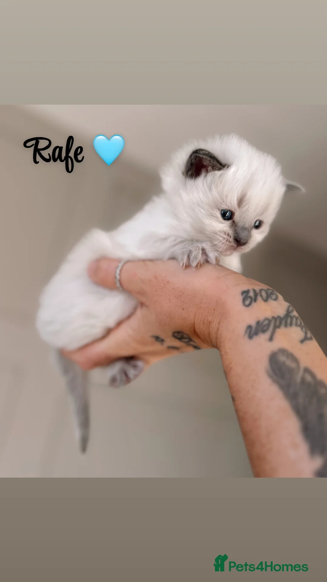 Ragdoll cats for sale: Ragdoll kittens for sale  - Advert 1