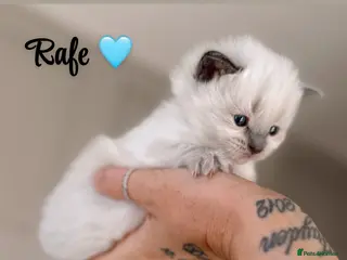 Ragdoll cats Ragdoll kittens for sale - Advert 15