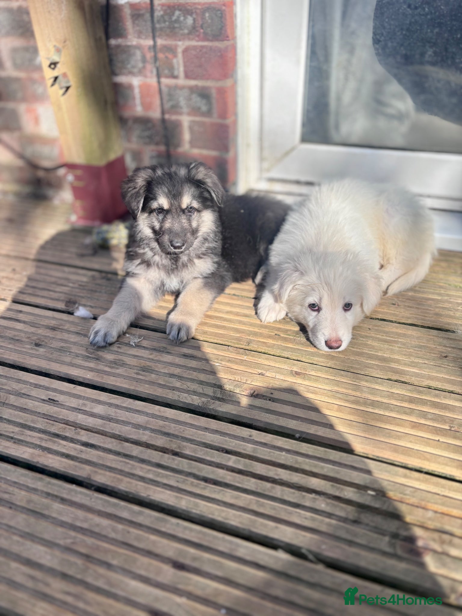 German Shepherd dogs German shepherds 4 left & available to leave now  - Advert 5