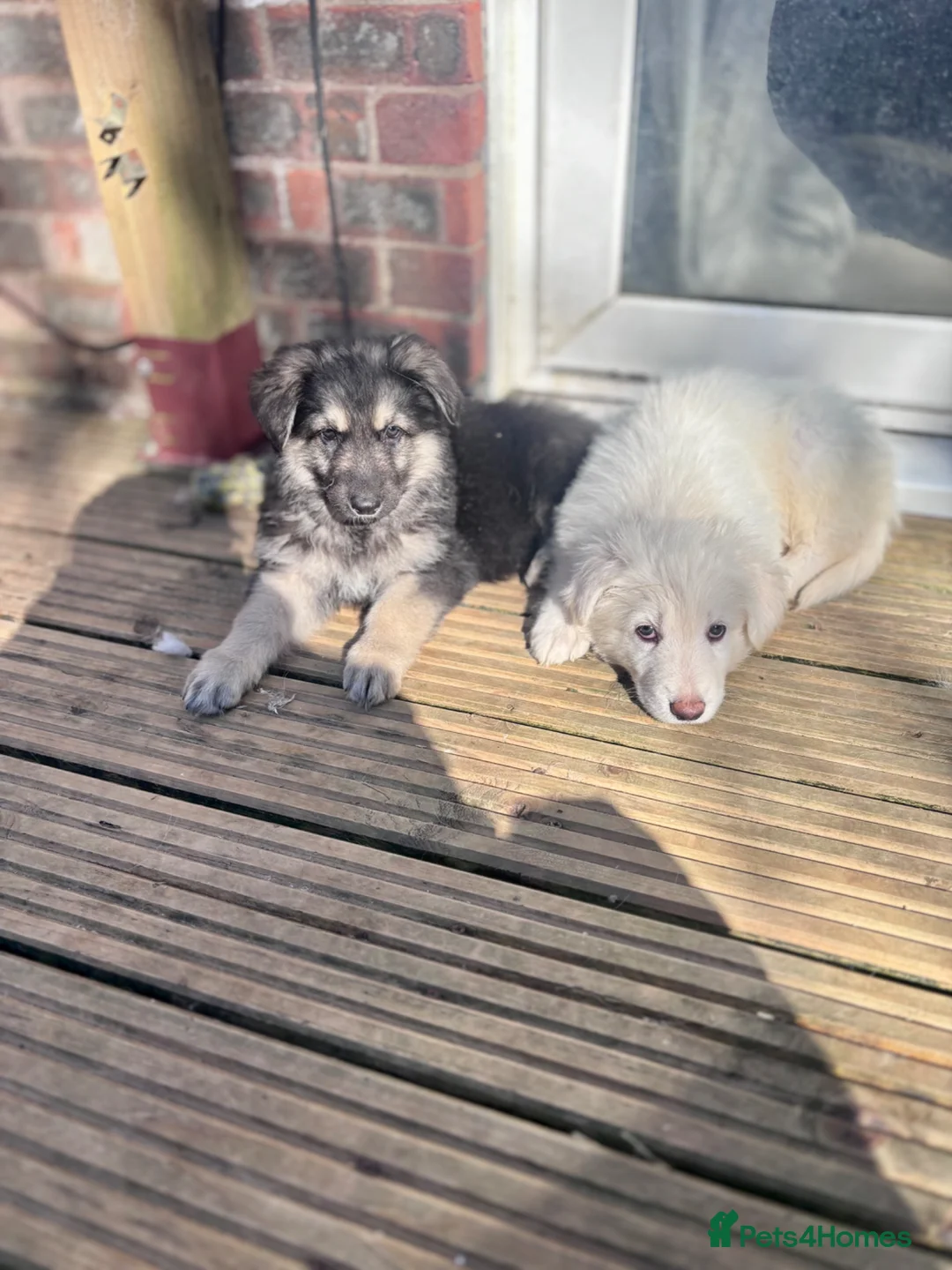 German Shepherd dogs for sale: German shepherds 3 left & available to leave now  - Advert 1