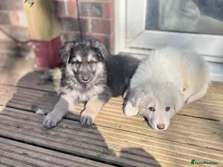 German Shepherd dogs German shepherds 4 left & available to leave now - Advert 5