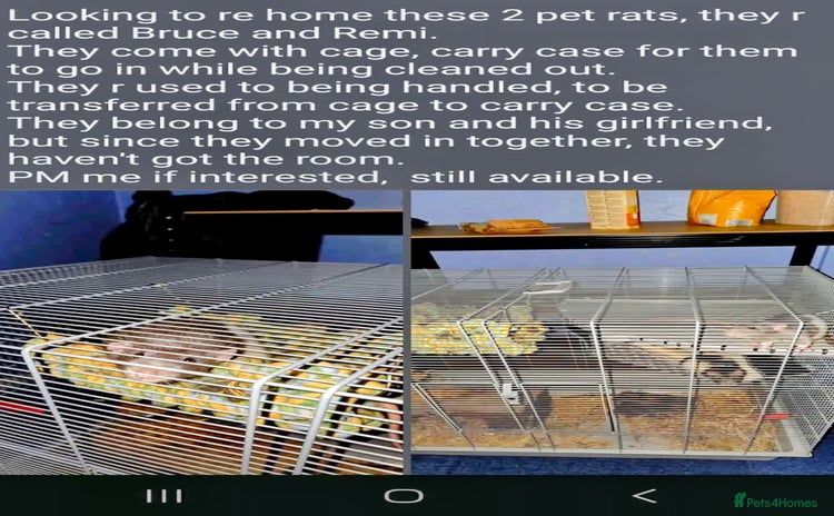 Rat rodents - Advert 1