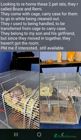 Rat rodents - Advert 2