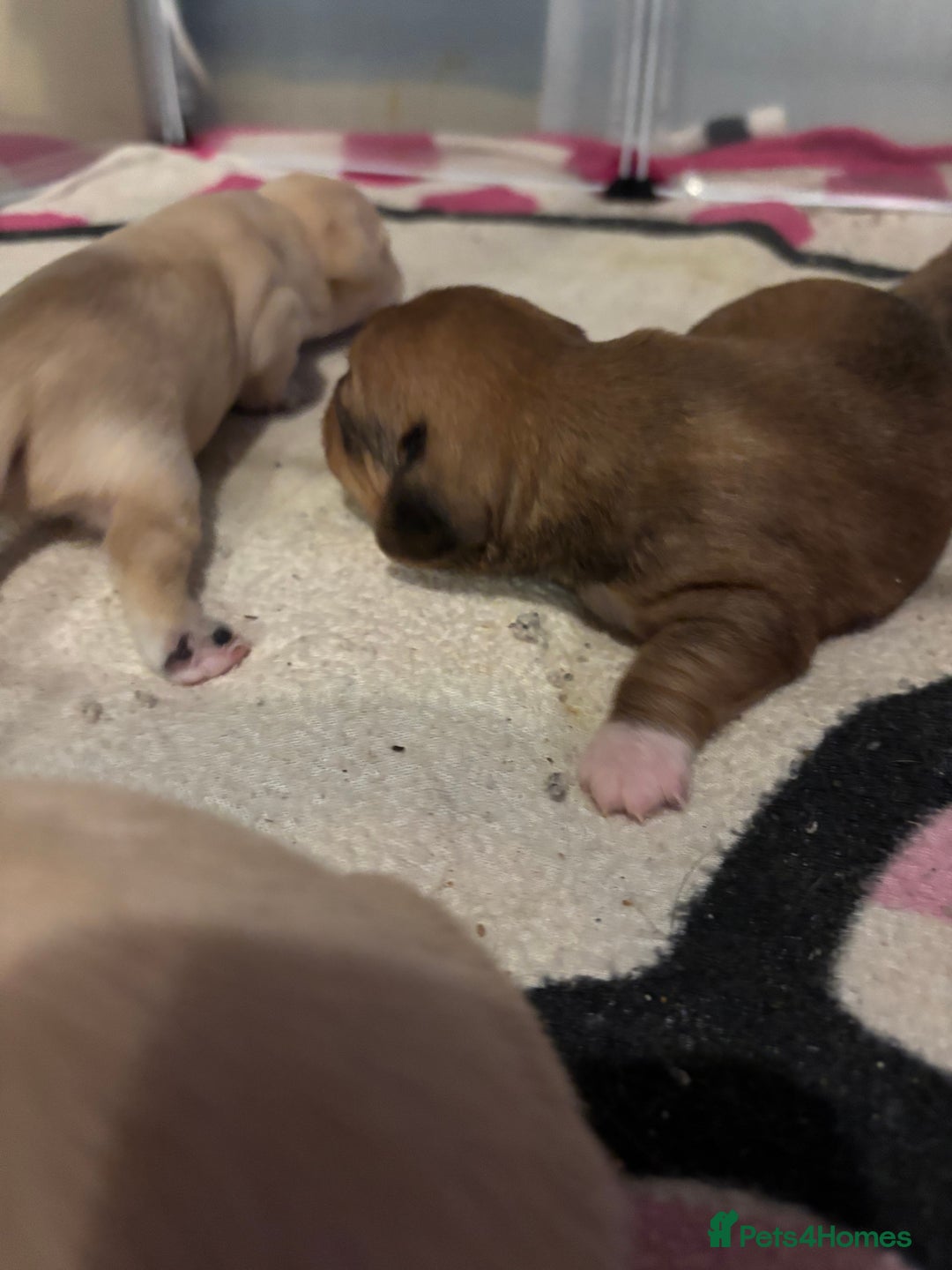 Mixed Breed dogs for sale: Gorgeous little puppies boys and girls - Advert 8