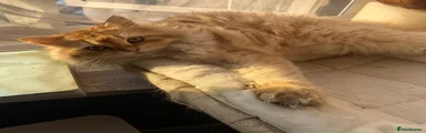 British Longhair 1